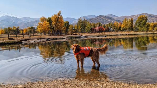 Dog Park at Utah Park